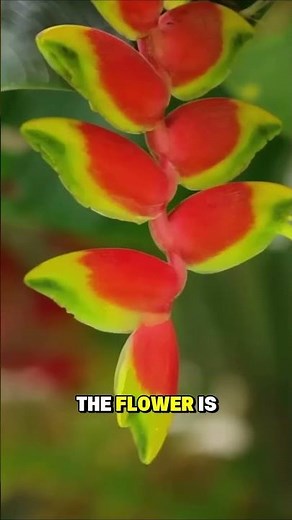 AMAZON RAINFOREST: Secrets of the Planet's Most Amazing Creatures | Full Documentary #shorts