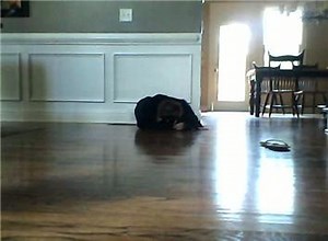 Longest Horizontal Jump