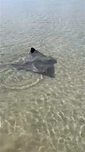 Is this a Manta Ray or is it a Stingray? And Eric Burdon & The Animals - Monterey, is playing.
