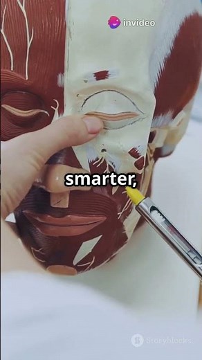 Free Muscle Memorization Cheat Sheet for Anatomy Students