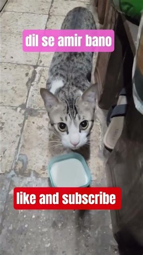 dil se amir bano mehnat to gadha be karta hai #short #cat #viral #trading #ytshorts
