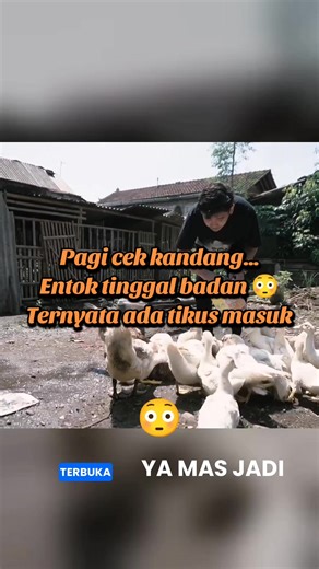 Pagi Cek Kandang… Entok Tinggal Badan Deskripsi : Pagi-pagi cek kandang malah kaget. Ada entok yang tinggal badannya saja karena tikus masuk kandang. Risiko ternak memang selalu ada, tapi usaha tetap jalan. Bulan kemarin jual sekitar 10 ekor saja sudah bisa nutup sampai 2 juta. Pakan pun sederhana, bakatul dicampur daun kenjer, kangkung, dan kerokot. Anak entok cukup furit campur jagung giling sekitar 8 ribu per hari. #entokjumbo #seribumimpiinspirasi #creatorsearchinsight #mgezfarm #clippers