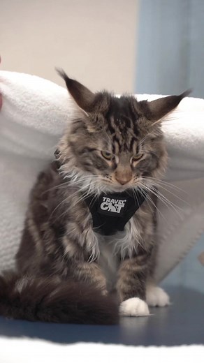 Cat Physical Therapy Tips for Owners