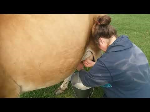 How To Hand Milk A Cow, featuring Aleene, our Jersey cow (entire milking shown without any edits)