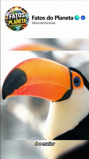 Você Sabia Que Existem Várias Espécies de Tucano? 🐦🌈