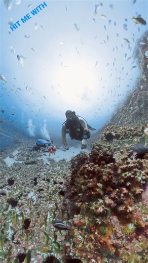 1.1K views · 183 reactions | Hanging out in the current with friends. Trying to watch the marble ray while someone else thinks they deserve all of the attention . . . . . #dive #scubadiver #scubadive #sea #marinelife #southwestrocks #fishrock #scuba #ray #marbleray #stingrays #ocean #nature #insta360 #insta360x4 #padi #scubadiving #underwater #scuba #shark #ocean #grouper #bluegrouper #bluey | South West Rocks Dive Centre | Facebook