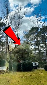 Just another day in the life of a tree... until it's not | Chris & Che Media