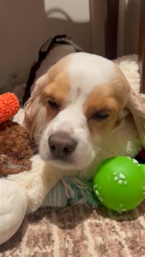 Harriet the sweet cocker spaniel is longing for her forever home! ❤️ Harriet (aka Peaches) is looking for her forever home! Does anyone remember the Busan puppy mill shut down in South Korea in October? This is where Harriet came from. 💔 The cruel and filthy living conditions were so similar to how a typical American puppy mill is run, it was heartbreaking. Over 600 dogs and multiple Korean rescue organizations showed up to work around the clock for 48 hours until every dog was removed to safet