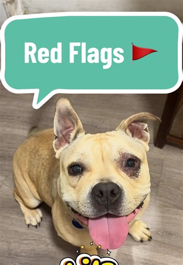 Adoptable Red Flag Rescue Dogs in Tampa