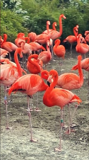 Why Are Flamingos Pink? 🦩