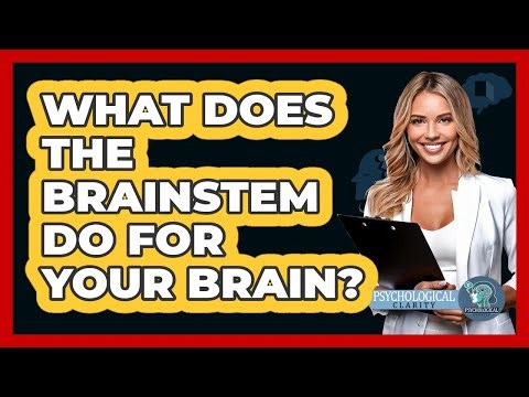 What Does The Brainstem Do For Your Brain? - Psychological Clarity
