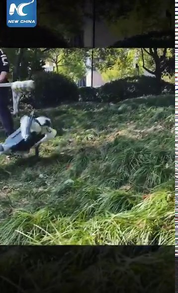 A nimble robotic dog that can never be knocked over. It can adjust its posture in real time in different terrain environments. #AI #robot #tech | China Xinhua Sci-Tech