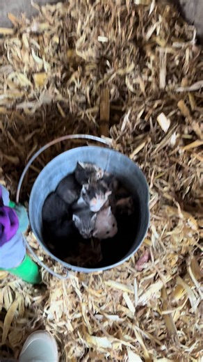 I love a good bucket of kitties! Give us a follow! Posting till we can buy a no till planter!! Kitties were in a dangerous spot in the pig barn so we moved the kitties with mama in tow ! Www.featheredacresfarm.com