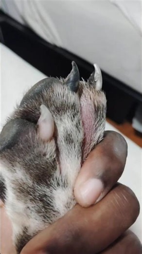 How I Care For My Dog's Split Nail. #dog #pocketbully #subscribe