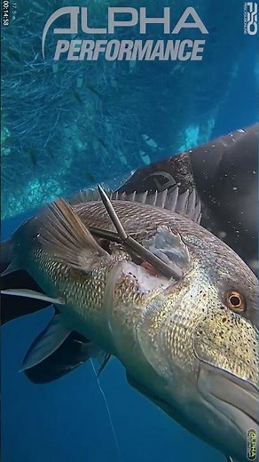 PESCASUB DENTICE GIGANTE #Spearfishing #pescasubmarina #pescasub #pesca