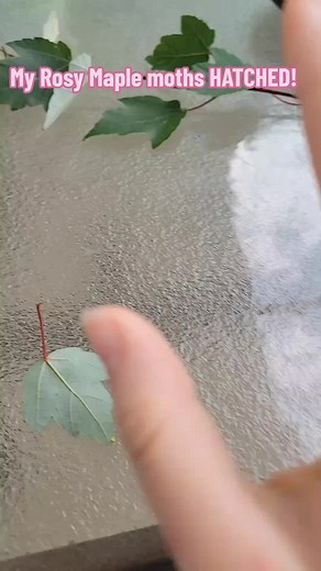 Rosy Maple Moths Hatched! Caterpillar Care Guide
