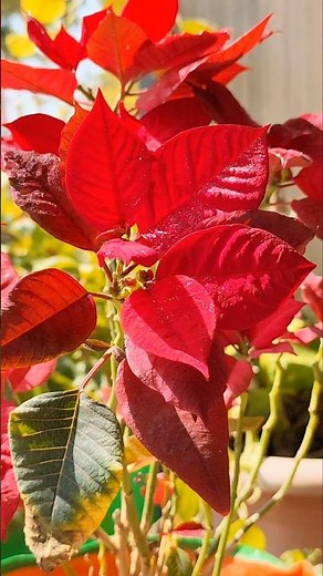 Growing Poinsettia from Cuttings | #shorts #poinsettiaplant
