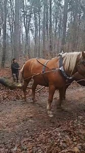 🐴🌳🌲Débuscage à cheval dans l’Espace Naturel Sensible de la forêt des mélèzes de Durmenach le samedi 13 décembre. 🌳🐴🌲Ne manquez pas ce moment exceptionnellement ouvert au public de 9h à 17h !!!! | Sabine Drexler, sénateur du Haut-Rhin
