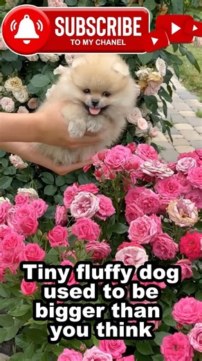 The Secret History of Pomeranians Will Surprise You #pomeranian #dogfacts #viralshorts #animora