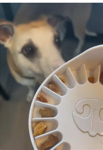Leo playing Go Dogo = brain workout tail wagging fun #Dogs #Enrichment #SmartDogs #TikTokMadeMeBuyIt #HappyDog