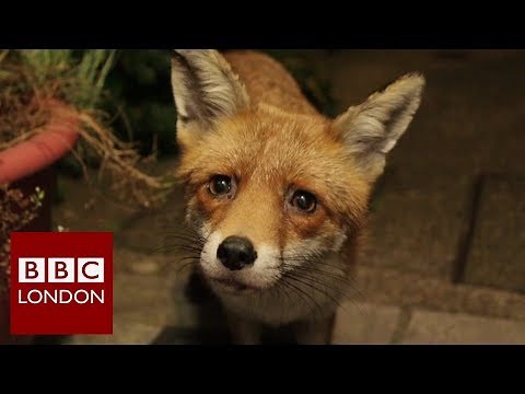 How one man befriended an urban fox - BBC London
