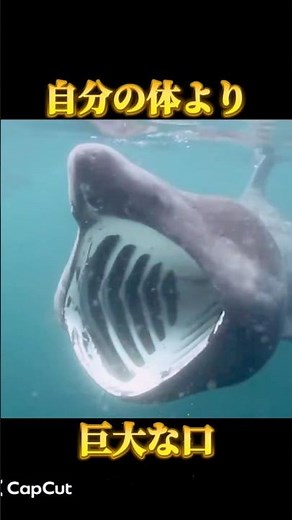 【巨大】口がデカすぎるサメ！？ウバザメの意外すぎる生態 #生き物 #海洋生物 #サメ #shorts #雑学