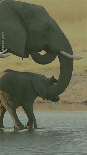 How Does An Elephant Survive Without Part Of Its Trunk?