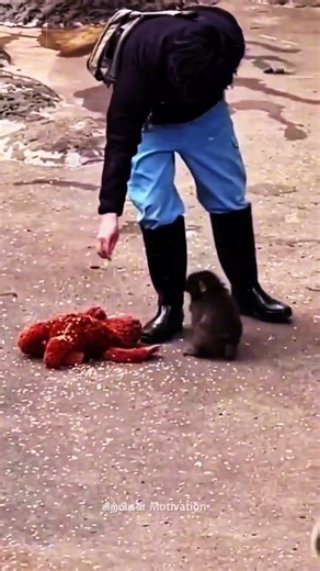 Why this happened to him? #punch #monkey #survival #viral #monkeyvideo #penguin #reels 😔😓💔