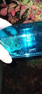 Watch Humane mouse trap on Amazon Live