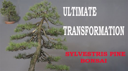 Ultimate transformation - restyling of Scots pine