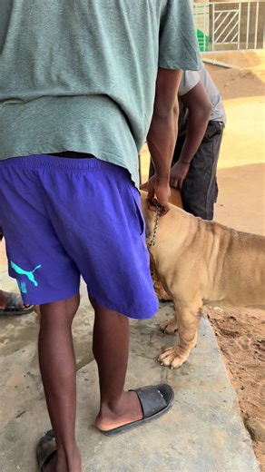 Boerboel Dog Mating Session Explained