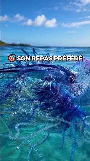 The Blue Dragon: the most beautiful creature... and one of the most dangerous! 🐉🌊