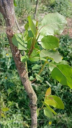 The "first leaves of March" | Poplar leaves #poplar #Populus ciliata