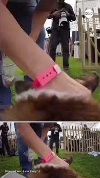 POV: You're a corgi in a national race