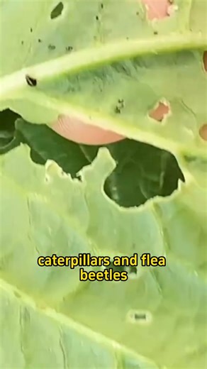 Homemade insecticide formula #garden #gardening #gardentips #gardening101 #gardentok #gardeninghacks #gardeningtips #plant #plants #planting #plantingtips #PlantLover #planttips #farmlife #farm #farming #farmer #agriculture #agriculturelife #garden101 | Agriculture 1.8