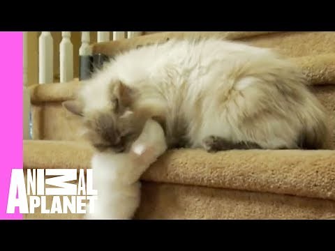 Mom to the Rescue! | Too Cute!