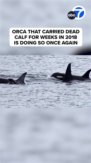 Endangered Orca Mourns New Calf Loss in Pacific Northwest