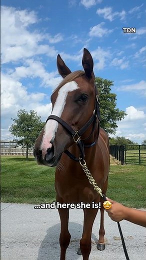 This yearling Gun Runner filly is the first foal out of PLAYED HARD 🤩 at Keeneland September