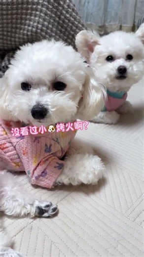 Cozy Puppy Fireside Cuddles💕 Cutest Hand-Warming Moments #DogTherapy