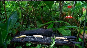 3K views · 277 reactions | Female Green Honeycreepers are the color...