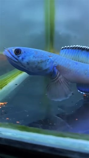 14K views · 221 reactions | Snakehead fish, also known as Channa micropeltes, are unique and predatory freshwater fish that require special care and attention when kept as pets. With their striking appearance and challenging care requirements, they make fascinating pets for experienced aquarium enthusiasts. #aquariumhobby #aquarium #reelsfacebook | Hendrix backyard TV | Facebook