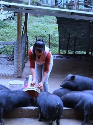 Farmgirl ASMR: Relaxing Country Life with Farm Animals