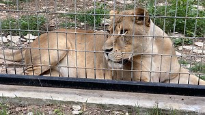 Lions, tigers and bears: Austin Zoo is reopening for first time since mid-March