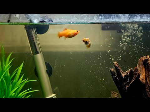 How to Tell If Platy & Pleco Supplies Are Good Quality (Beginner’s Aquarium Guide)
