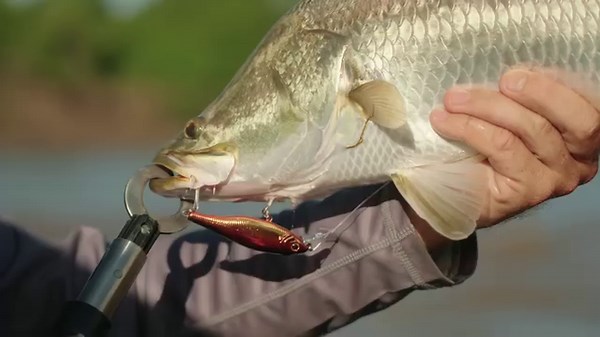 Meet the lineup of Berkley Pro-Tech lures! Developed right here in Australia to help you Catch More Fish 🎣 Tested right across the country, the new range has delivered bold results from huge Murray cod on our swimbait range, to metre plus barramundi on our divers. The estuary team has never been more impressed with the performance of our new shapes and sizes from existing favourites with monster flathead, bream and whiting hitting the deck too 🔥 Check out the team put the new Pro-Tech range th