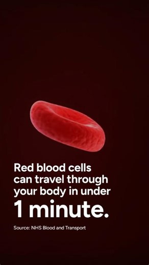3.3K views | This deep cut goes straight to the heart: Lightning-fast red blood cells can travel through your entire body in under 1 minute! ⚡ Here’s the path they take: 喝 Start in the heart 喝 Pick up oxygen in the lungs 喝 Deliver oxygen and nutrients to your organs and tissues 喝 Gather carbon dioxide waste 喝 Flow back to your heart Source: NHS Blood and Transport | Quest | Facebook