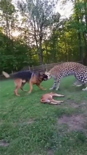 German shepherd dog vs leopard || a guard dog fights to save a calf from a leopard attack. #shorts