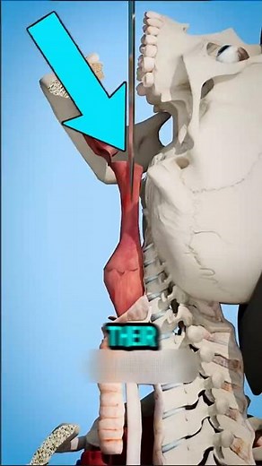 If You Ever Wondered How Sword Swallowing Really Works 😱