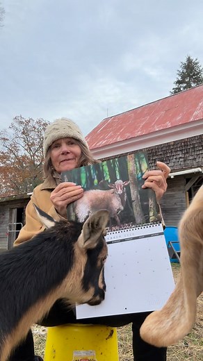 I’m back hawking my calendar with the goats! Goats are nuts!! https://www.lulu.com/shop/nina-fuller/lily-brook-farm-2026/paperback/product-p65rmyz.html Click on the link!’ | Nina Fuller