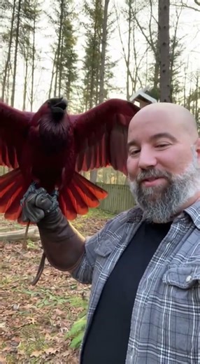 This Red Blood Raven Looks Like Something Out of a Myth